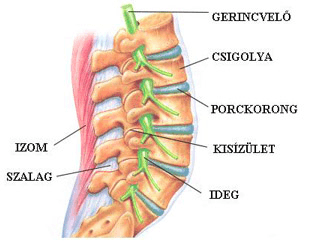 Lumbg Gerinc